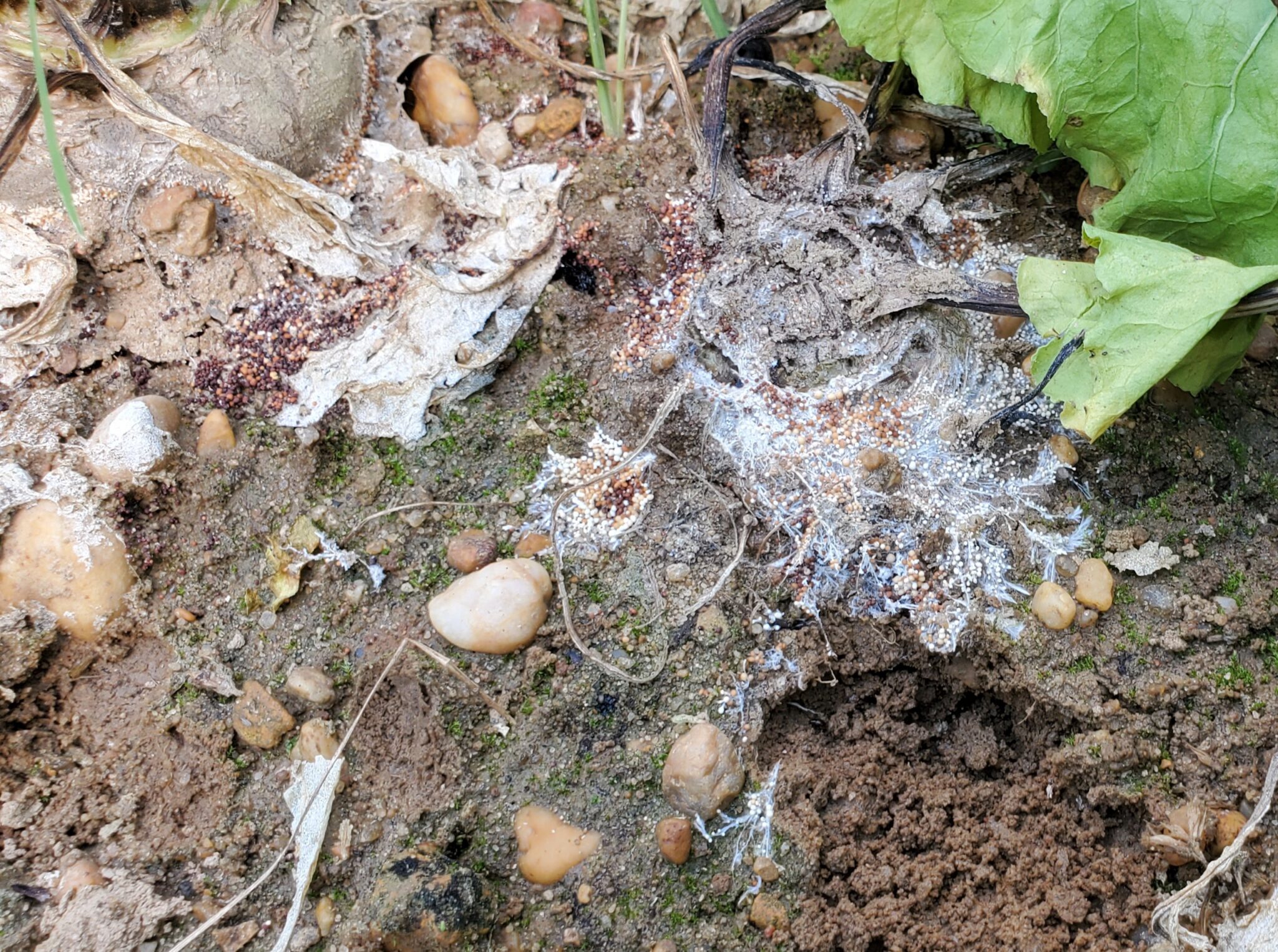 Southern blight of sugar beet — Plant & Pest Advisory