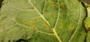 Alternaria leaf spot infection