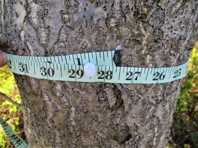 TreeofHeaven Best Herbicide Treatment and Removal Timing — Plant