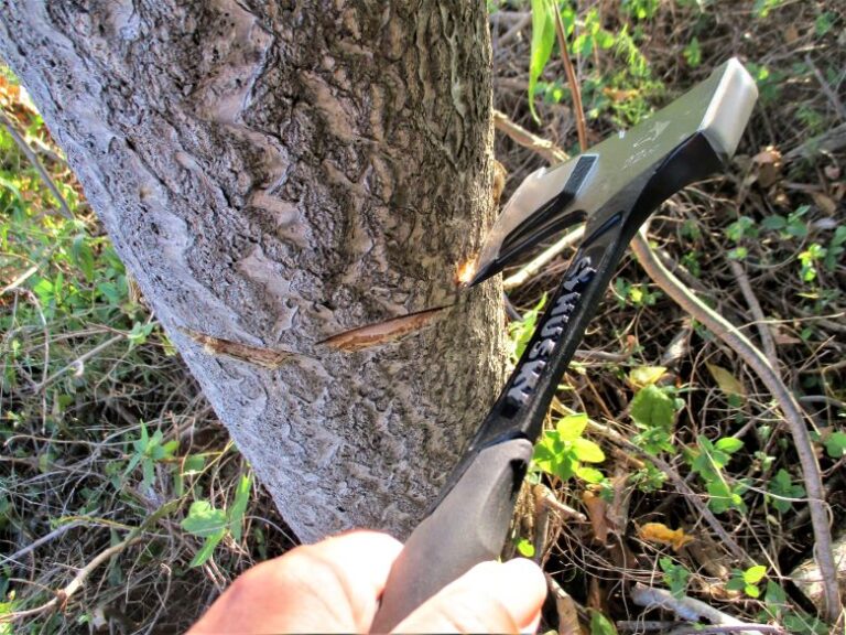 TreeofHeaven Best Herbicide Treatment and Removal Timing — Plant