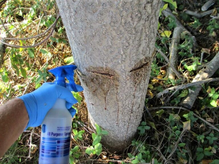 TreeofHeaven Best Herbicide Treatment and Removal Timing — Plant