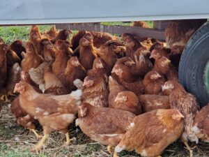 Poultry Flock Disease PreventionAlert