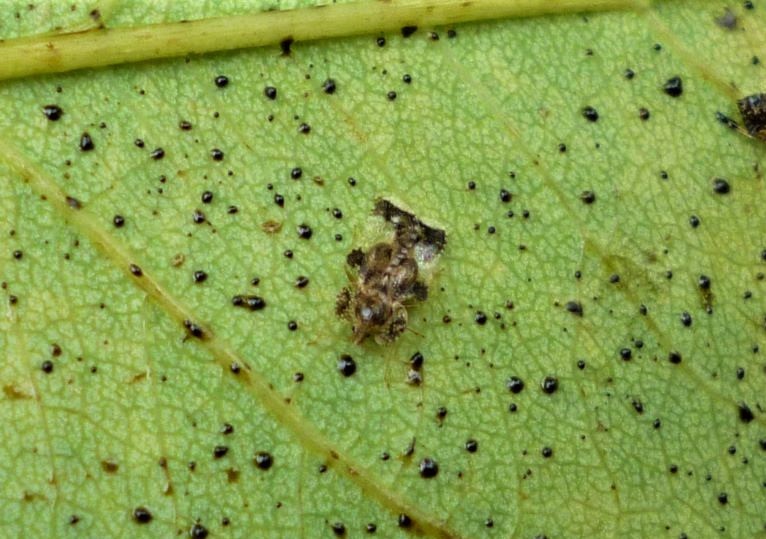 Weather Effects on Plants & InsectMite Pests — Plant & Pest Advisory