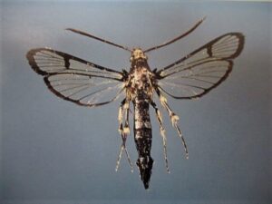 Scentry Lures - Clearwing Rhododendron Borer