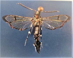 https://plant-pest-advisory.rutgers.edu/wp-content/uploads/2022/03/gg-Clearwinged-Moth-17-LPTB-300x236.jpg