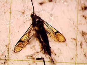 https://plant-pest-advisory.rutgers.edu/wp-content/uploads/2022/03/gg-Clearwinged-Moth-3-300x225.jpg