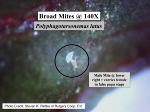Broad mites under microscope