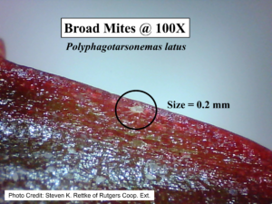 Broad mites under microscope