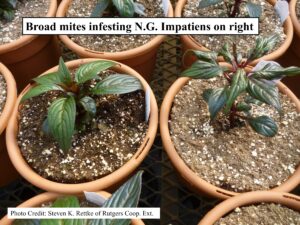 Broad mites infesting plants