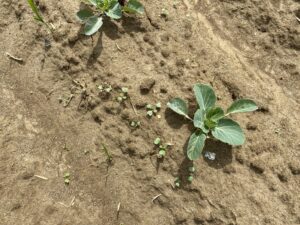 flea beetles