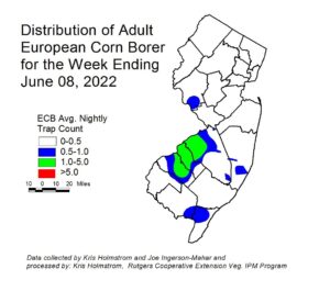 European corn borer