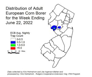 European corn borer