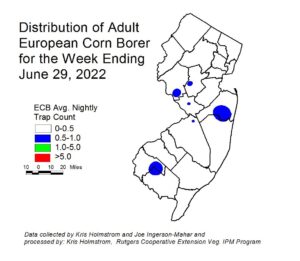 European corn borer