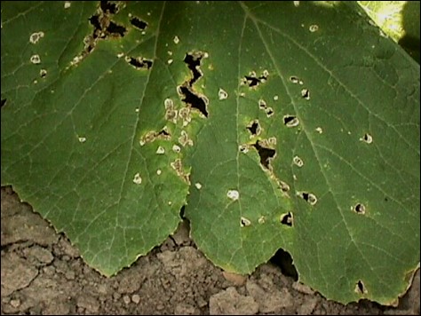 Shot holes in pumpkin leaves caused by Angular leaf spot in pumpkin