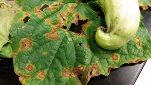 Anthracnose on cucumber