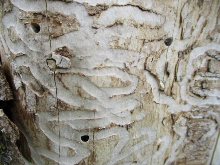 Native White Birches & Their Resistance to the Bronze Birch Borer