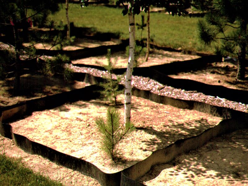 Native White Birches & Their Resistance to the Bronze Birch Borer