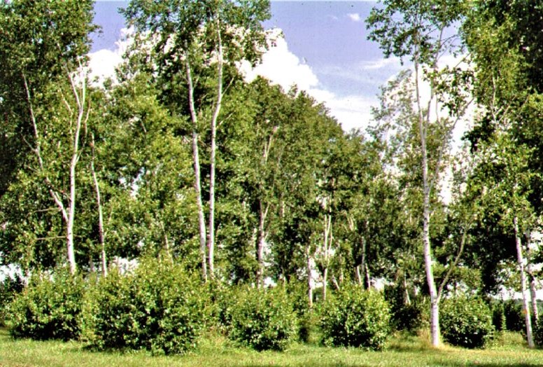 Native White Birches & Their Resistance to the Bronze Birch Borer