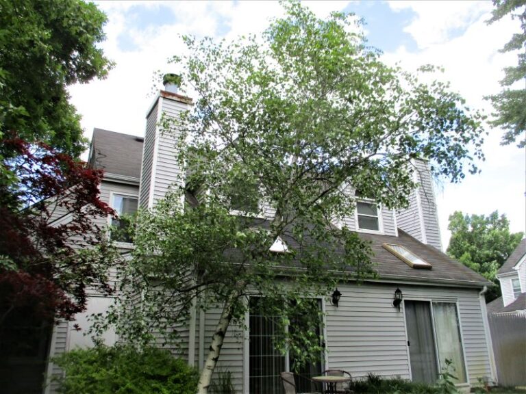 Native White Birches & Their Resistance to the Bronze Birch Borer
