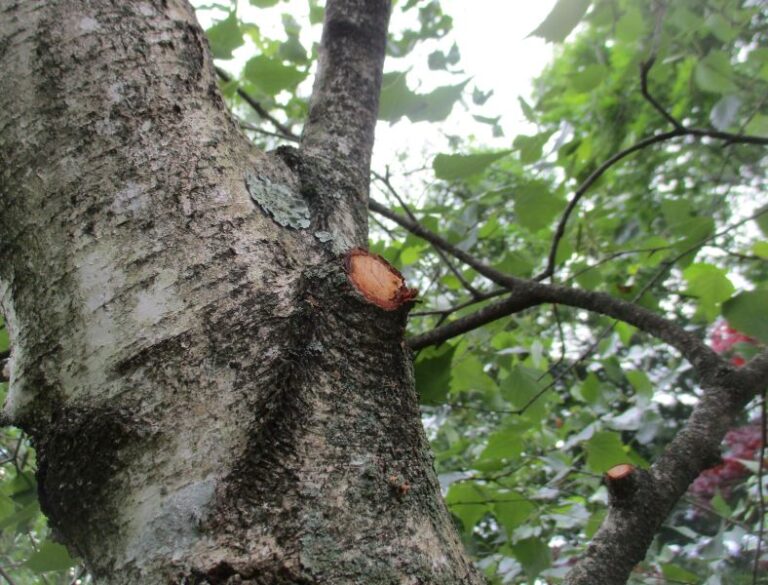 Native White Birches & Their Resistance to the Bronze Birch Borer