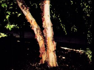 White Birch Logs Heap, Forest, Tree Core Details. Environment