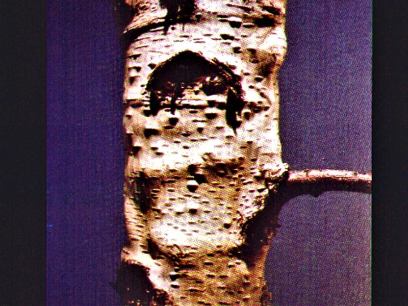 Native White Birches & Their Resistance to the Bronze Birch Borer