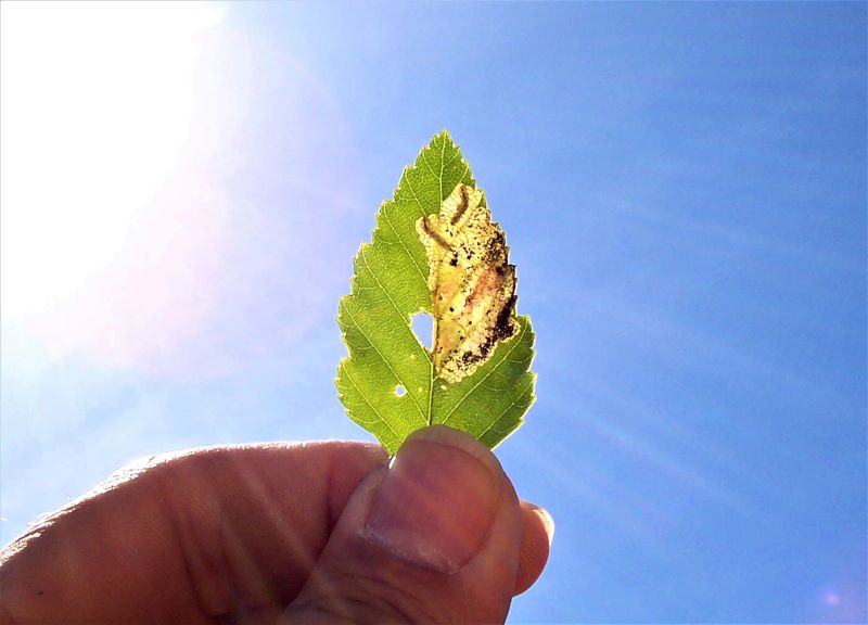 Native White Birches & Their Resistance to the Bronze Birch Borer