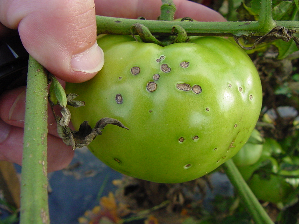 Diagnosing Important Diseases In Tomato – Reference Guide — Plant ...