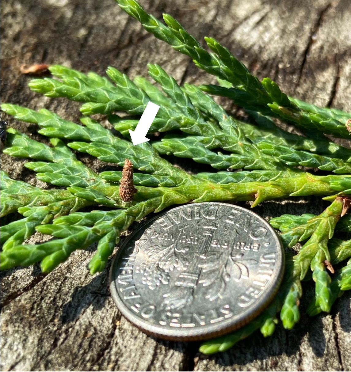 Days old bagworm size