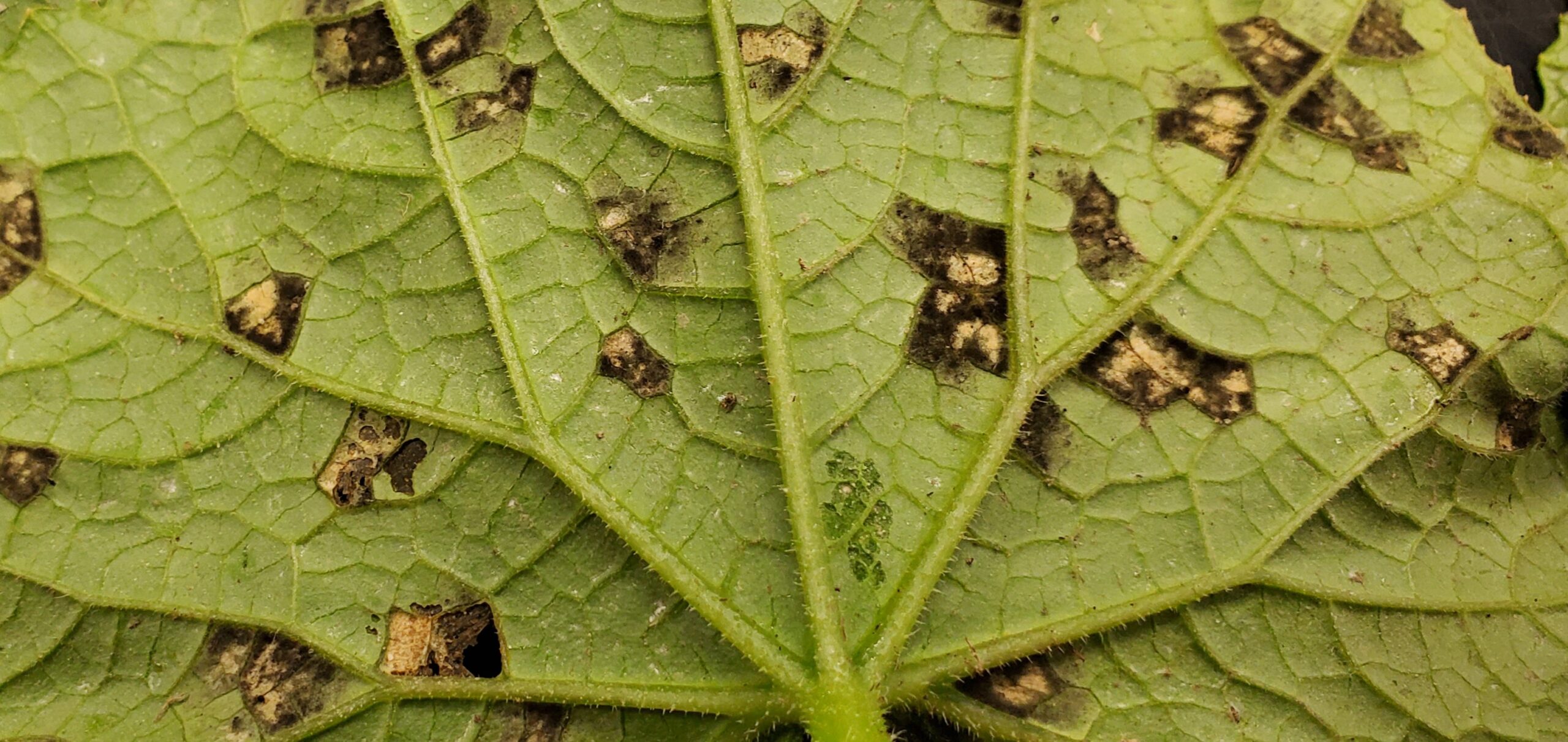 CDM sporulating on underside of infected cucumber leaf