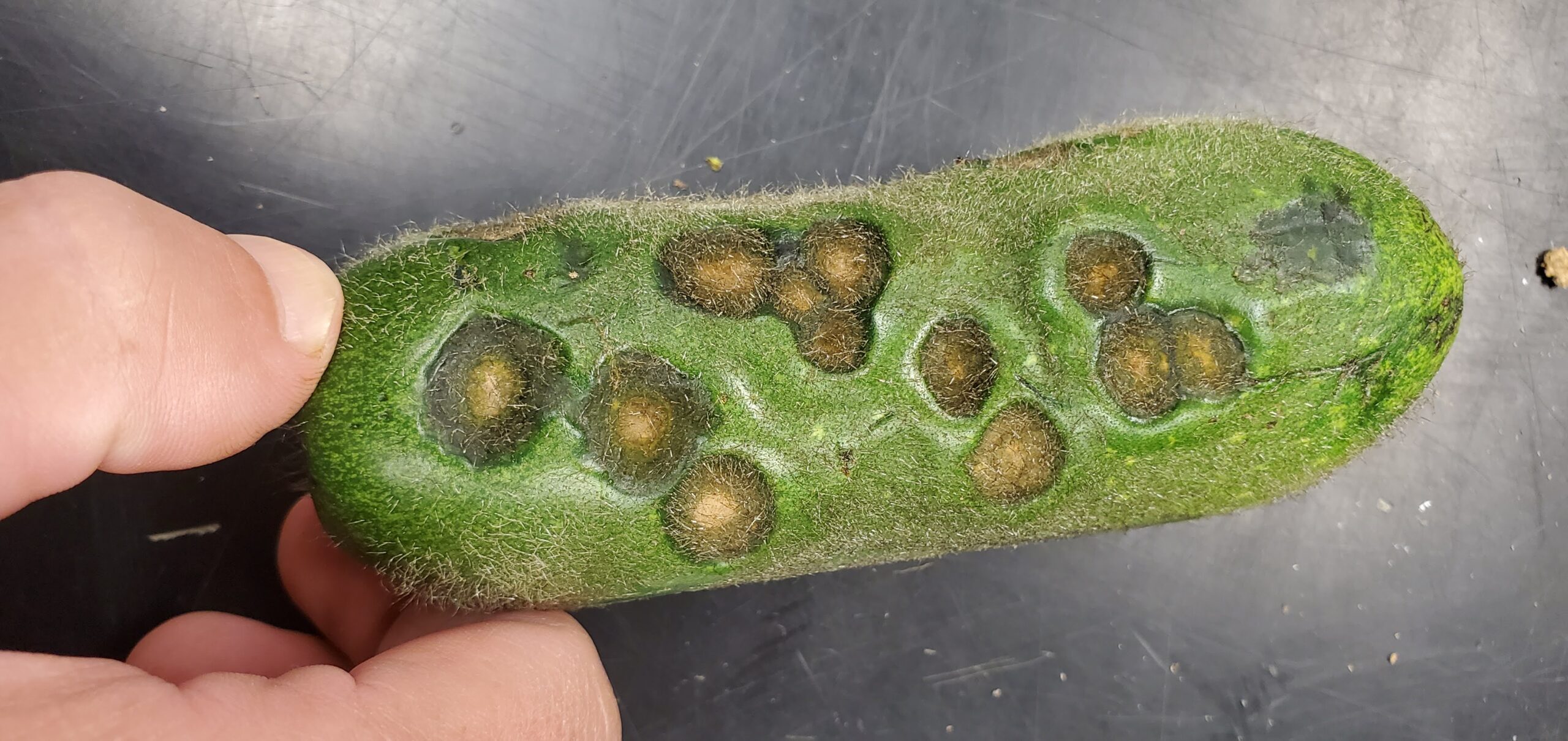 Anthracnose-infected cucumber fruit