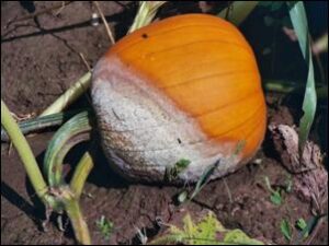 Phytophthora-infected pumpkin