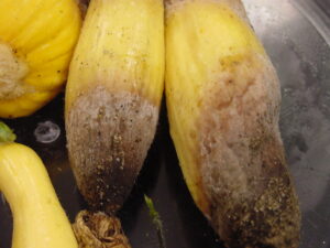 Phytophthora-infected squash fruit