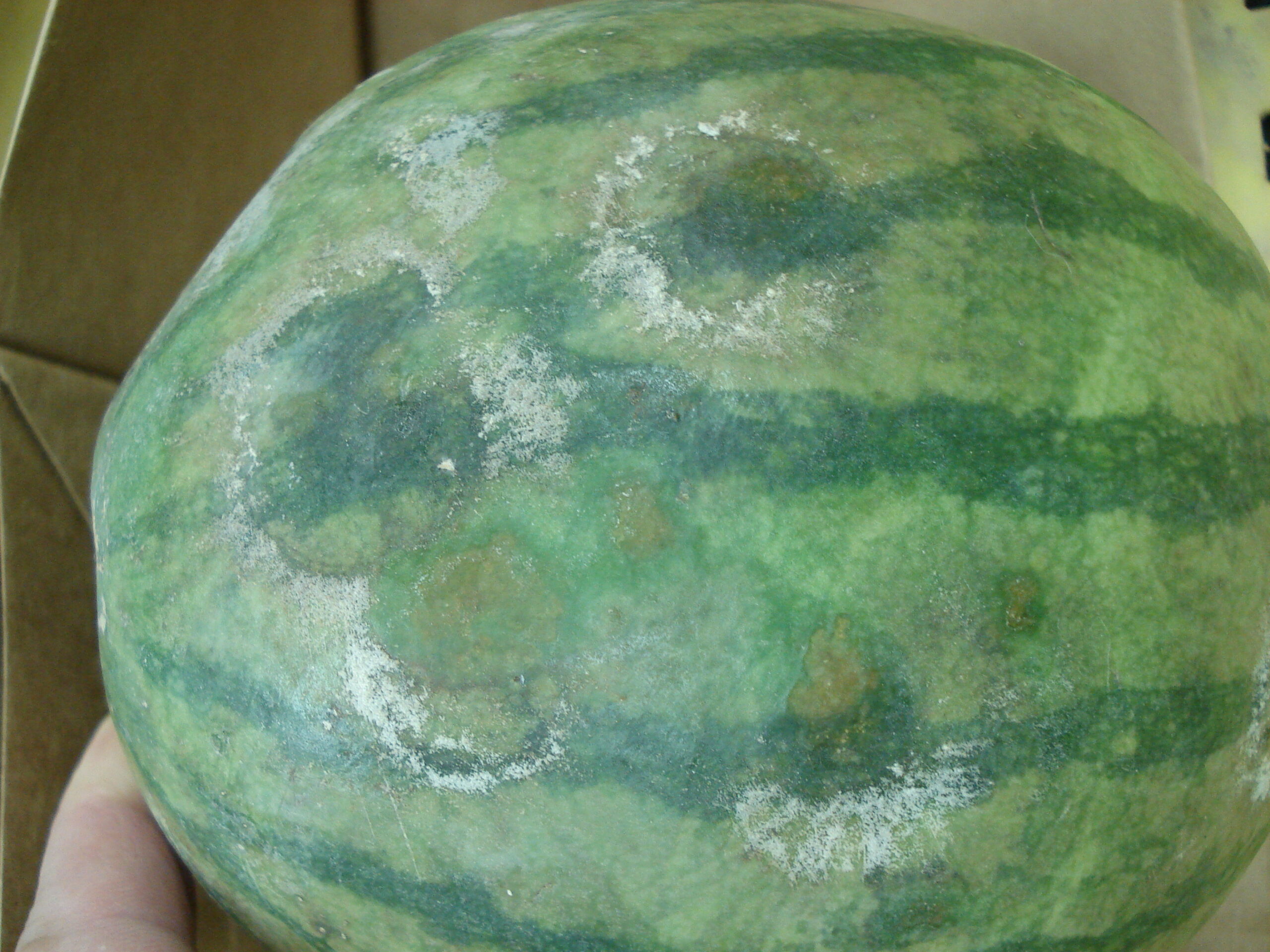 Phytophthora-infected watermelon fruit