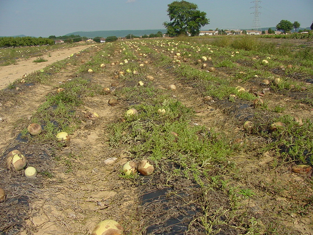 Phytophthora-infected watermelon field