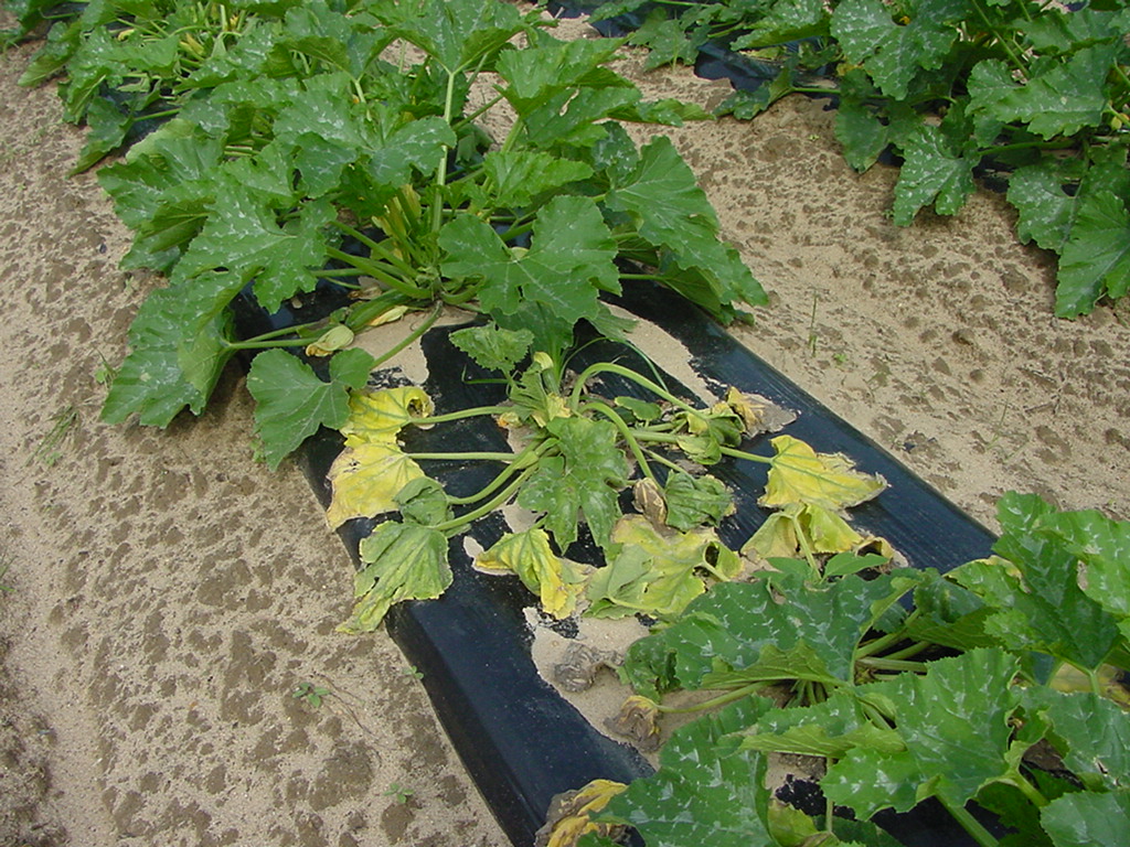 Phytophthora-infected squash
