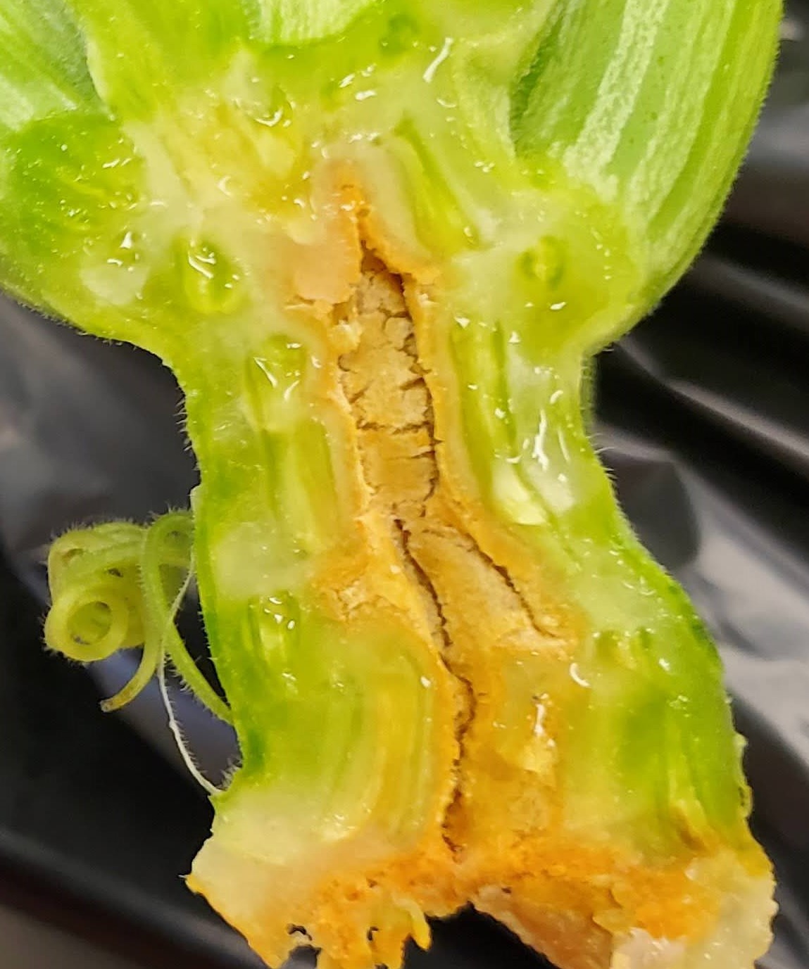 Symptoms of bacterial canker infected stem