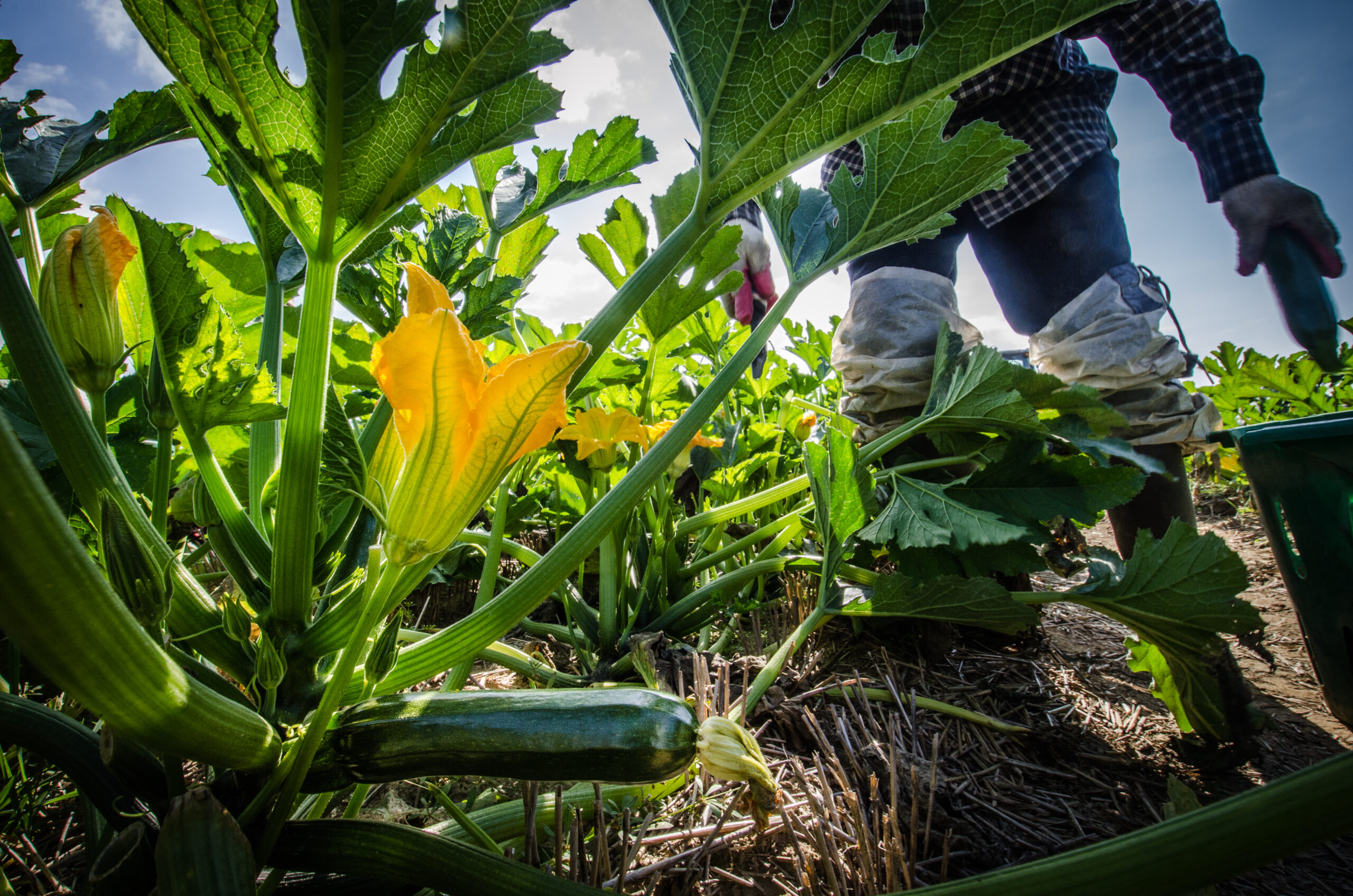 worker harvesting zucchini