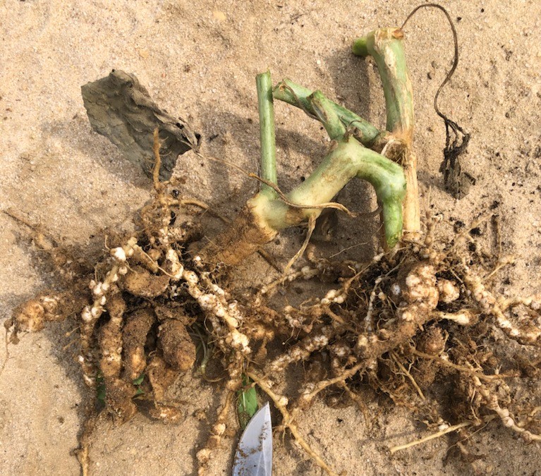 Root Knot Nematode infecting cucurbit roots