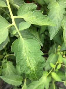 Two-spotted spider mites