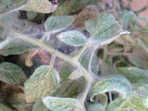 Two-spotted spider mites