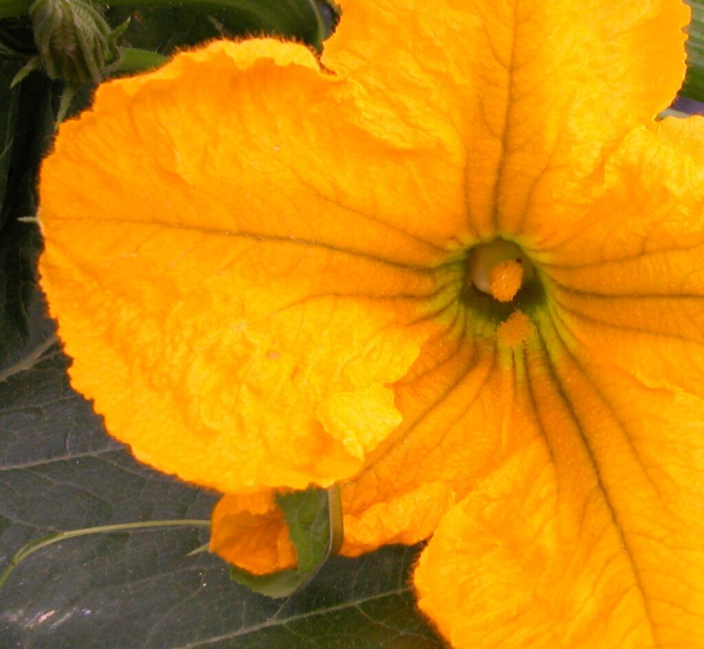 pumpkin-pollination-and-weather-conditions-plant-pest-advisory