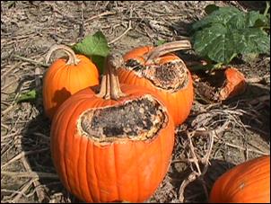 Mature pumpkin fruit with sunscald injury due to the loss of plant canopy