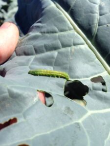 Larvae eating through leaf