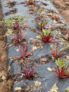 Beet growing through tarp