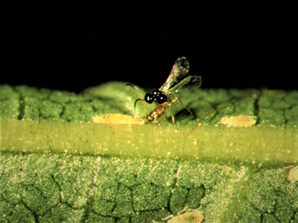 Parasitoids: The Hidden Backyard Beneficials — Plant & Pest Advisory