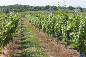 Grapevines