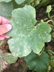 Mildew on pumpkin leaf