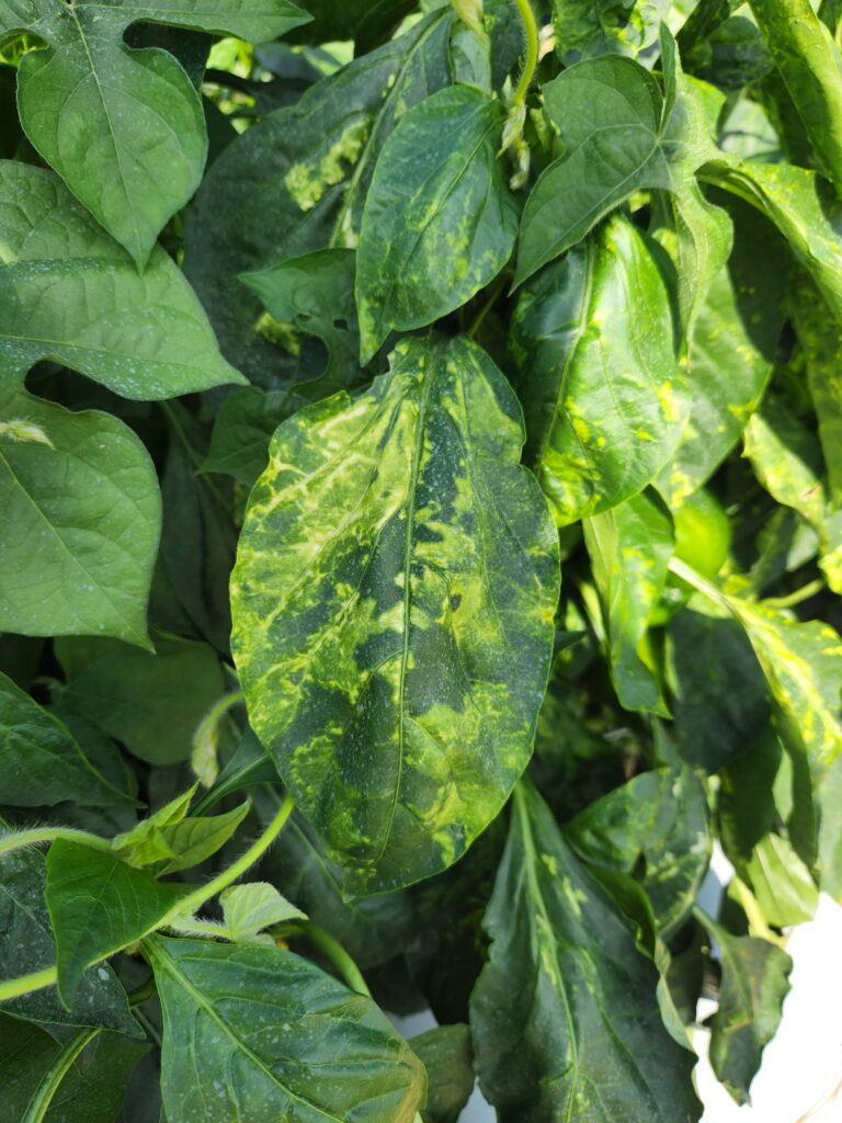 pepper virus 2022 — Plant & Pest Advisory