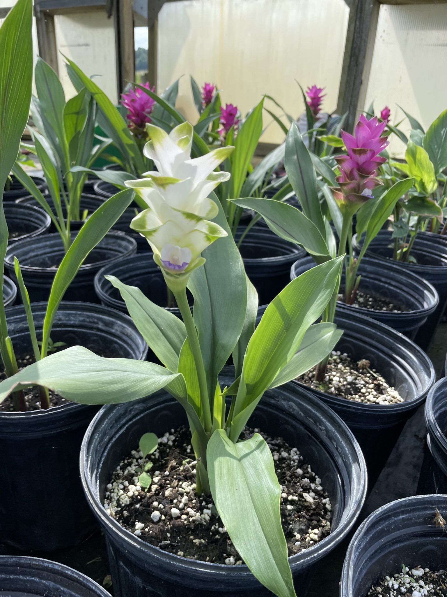 Rutgers Specialty Crop Research and Extension Station Field Tour